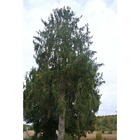 Epicea de serbie (picea omorika) - racines nues - taille 20/30cm