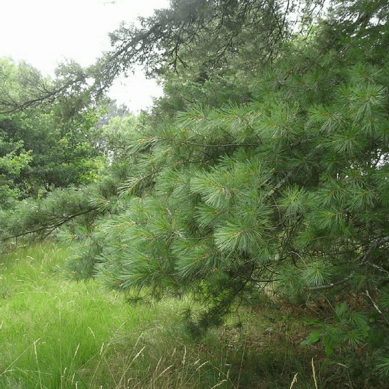 Pin de weymouth (pinus strobus) - racines nues - taille 10/25cm