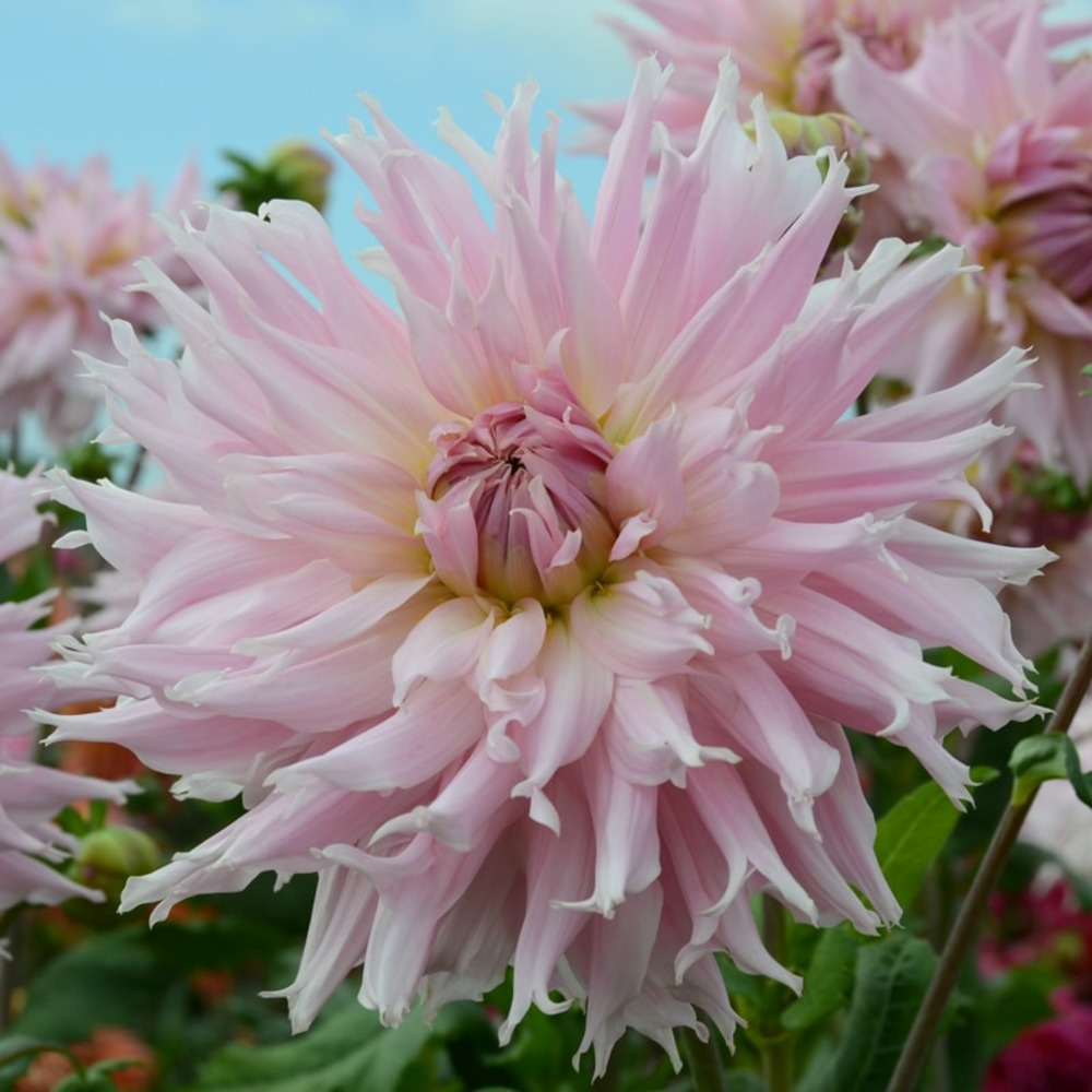 Dahlia cactus idylle fleurs de france i x 1 bulbe | Truffaut