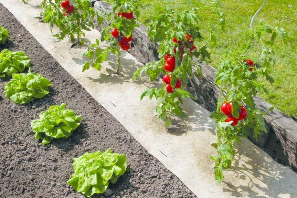 Paillage&#x20;naturel&#x20;50&#x20;x&#x20;300&#x20;cm&#x20;-&#x20;pour&#x20;jardin&#x20;et&#x20;potager&#x20;100&#x25;&#x20;biod&#xE9;gradable&#x20;-&#x20;500&#x20;g&#x2F;m2