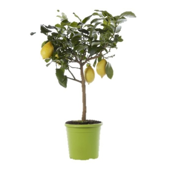 CITRONNIER 1-(926763)