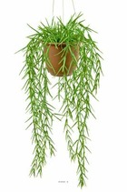 Hoya Linearis artificiel en pot à suspendre, L 45 cm, D 20 cm