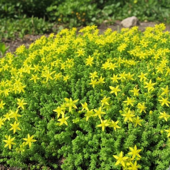Orpin âcre, poivre des murailles, sedum godet - 5/20 cm