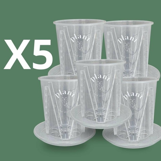 Lot pot aracées transparent - pot de culture transparent pour plantes - pot de 16cm - x5 unités - pots avec soucoupes adaptées