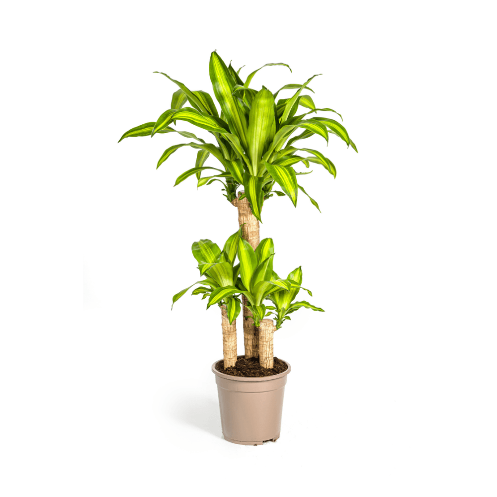 Dracaena fragrans massangeana ø21cm - ↕90 - 110cm - plantes d'intérieur