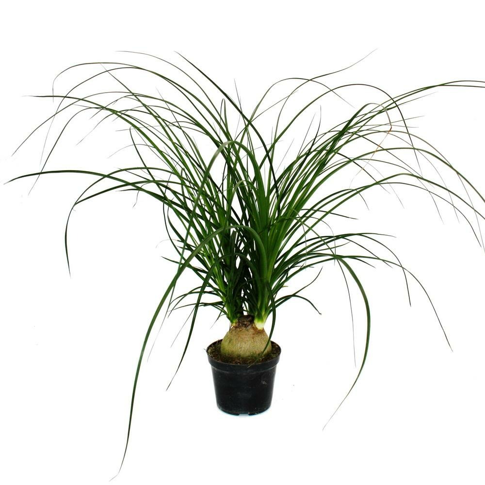Petit pied d'éléphant - beaucarnea recurvata - nolina - plante d'intérieur - pot 12cm - boule