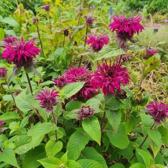 Monarde bee true® lot de 9 godets