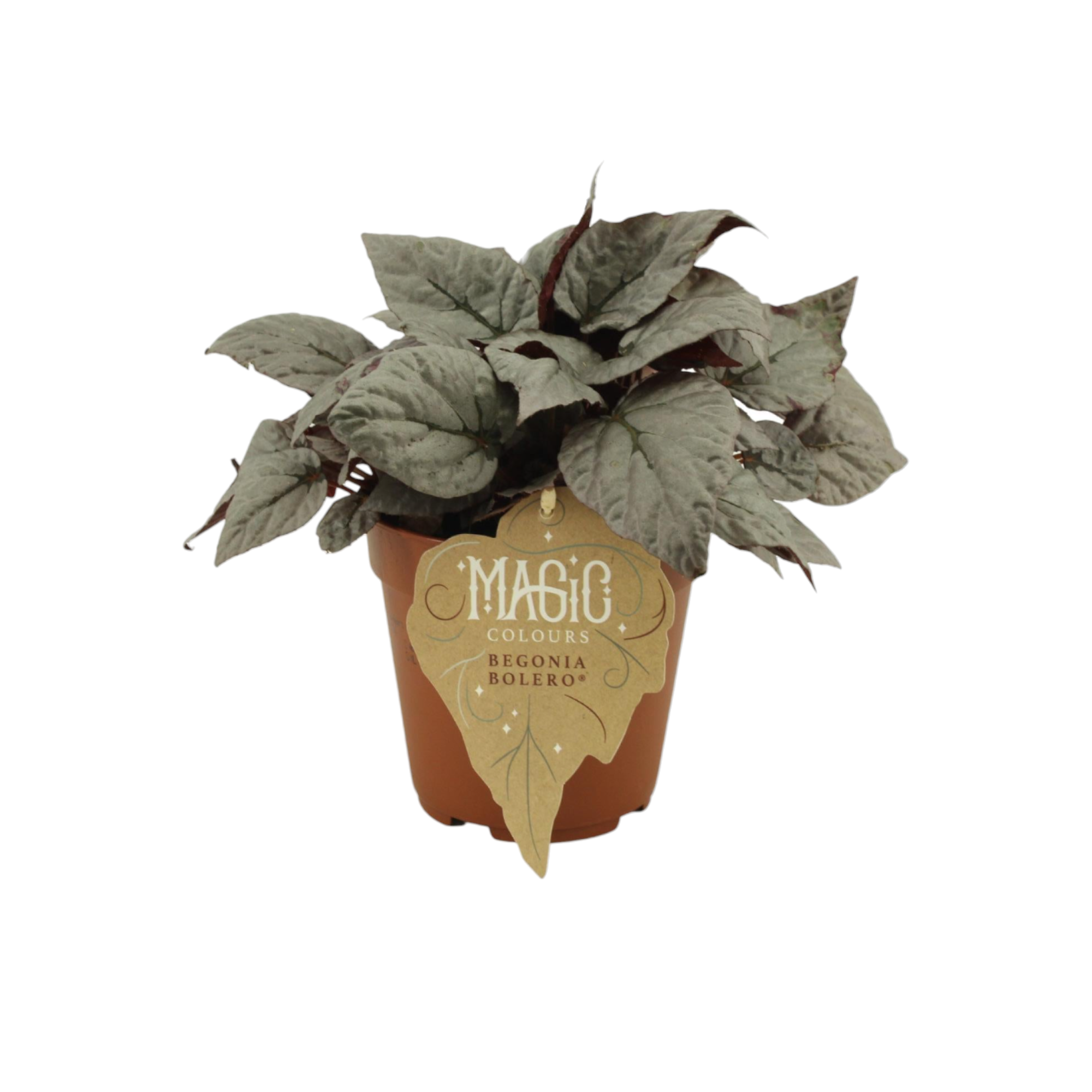 Plante d'intérieur - begonia rex 'bolero' 25.0cm