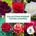 Collection 6 rosiers fleurs coupées -