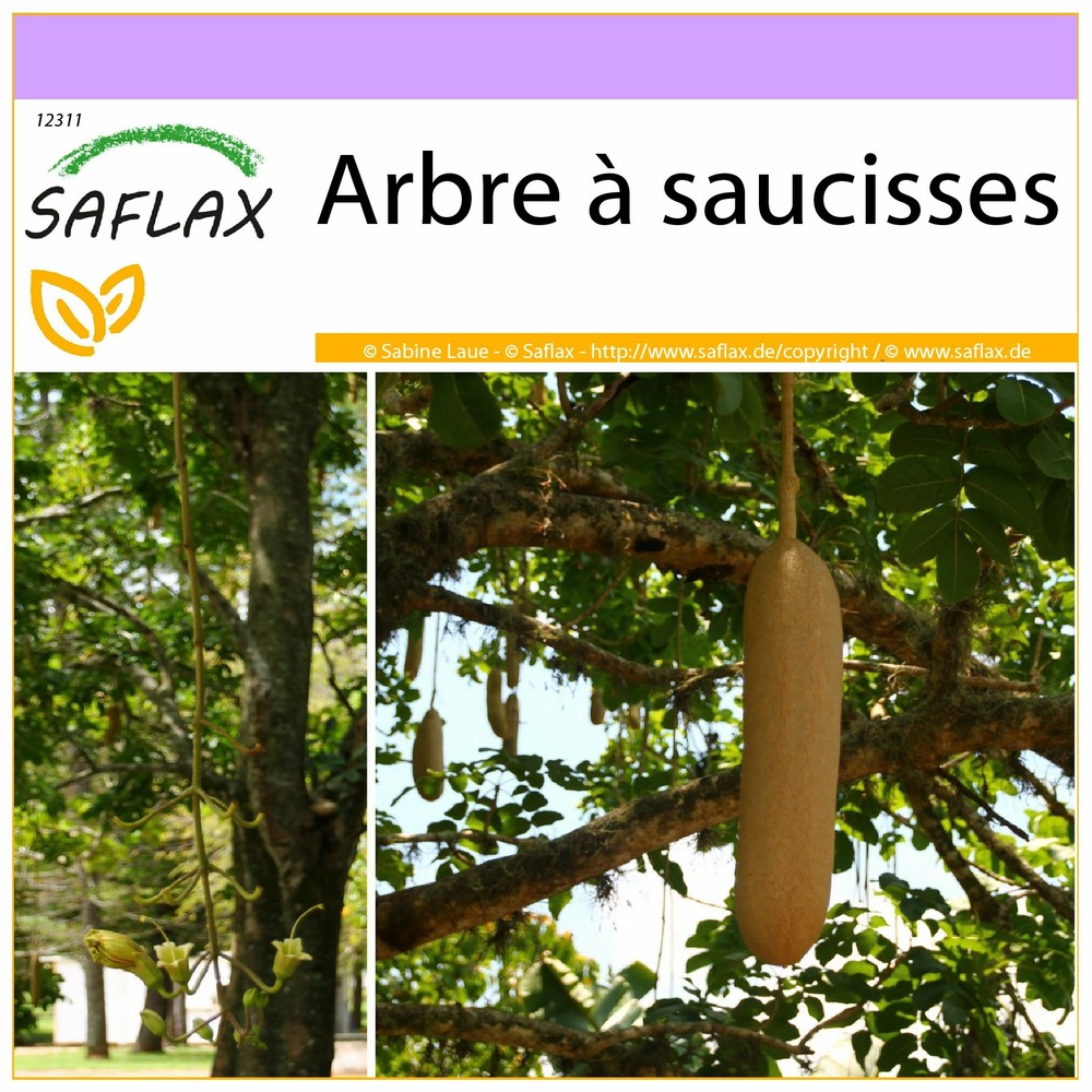 Arbre à saucisses - 10 graines - kigelia pinnata var. Africana