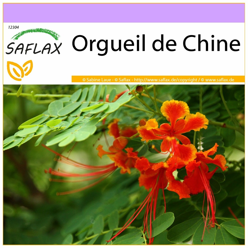 Orgueil de chine - 10 graines - caesalpinia pulcherrima