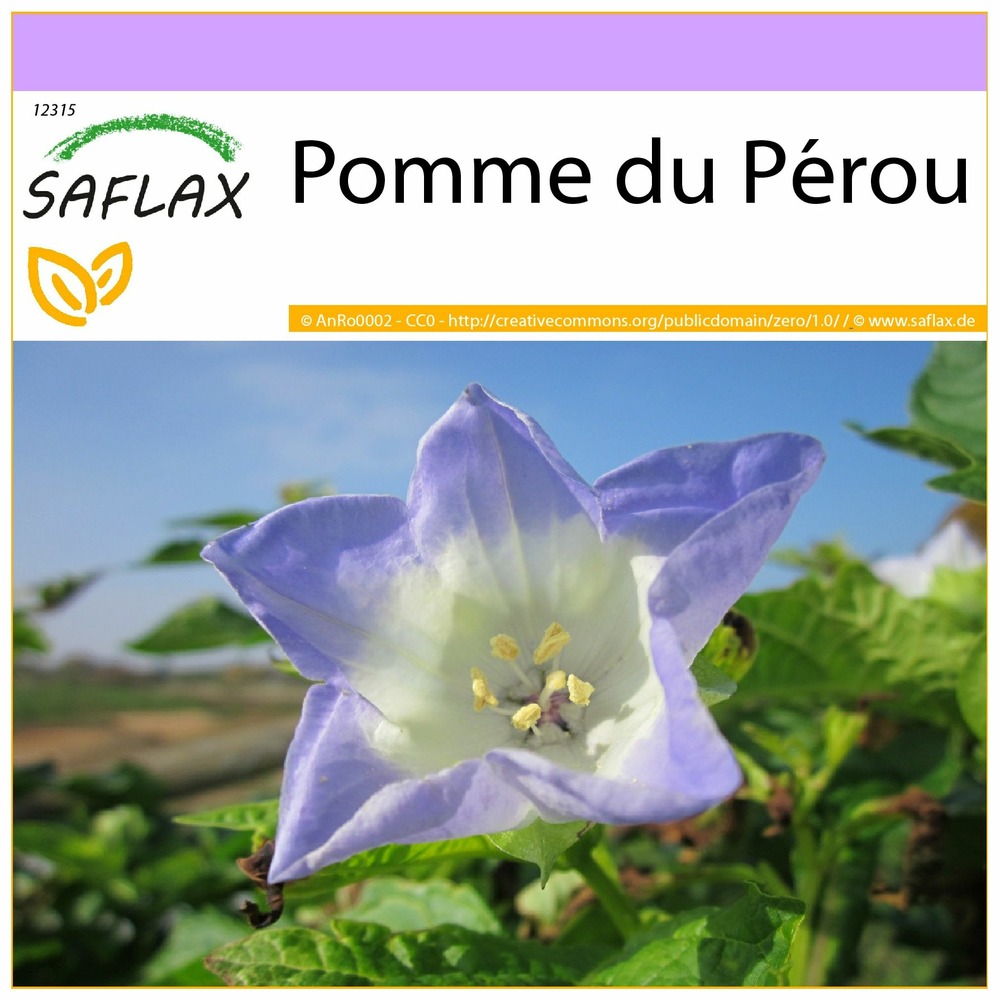 Pomme du pérou - 100 graines - nicandra physaloides