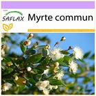 Myrte commun - 30 graines - myrtus communis