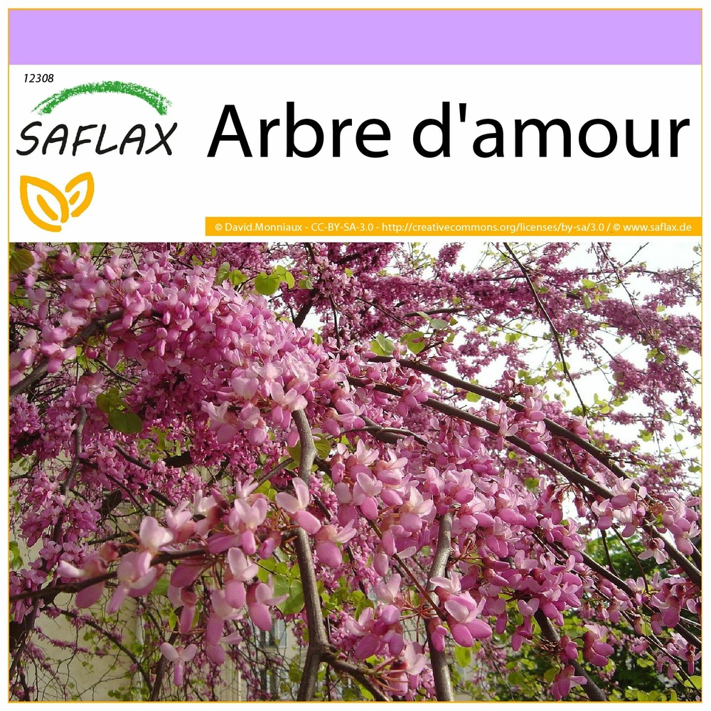 Arbre d'amour - 60 graines - cercis siliquastrum
