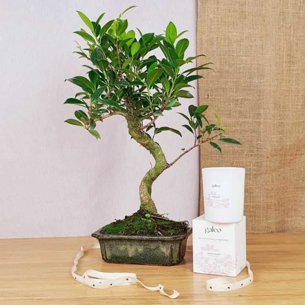 Kit complet bonsaï de Vigne 15 ans