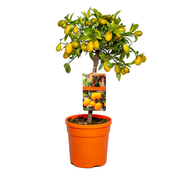 Citrus kumquat - kumquat nain - oranger - agrume - arbre fruitier - hauteur 50-70 cm - pot 19 cm