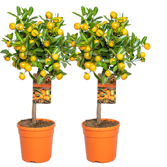 Lot de 2 - citrus calamondin - oranger d’appartement - agrume - 50-70 cm de haut - pot 19 cm