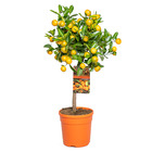 Citrus mitis 'calamondin' - mandarinier - arbre fruitier - persistant – ⌀19 cm - ↕55-65 cm