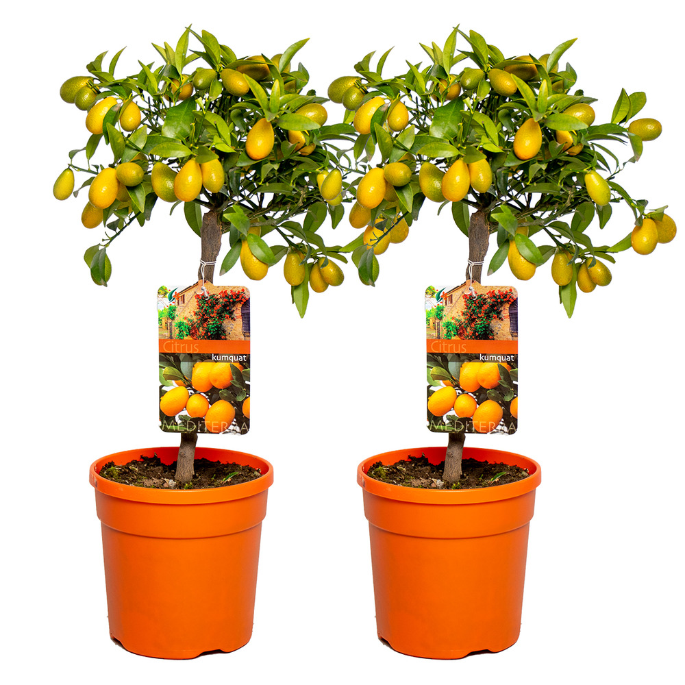 Lot de 2 - citrus kumquat - kumquat - oranger nain - agrume - 50-70 cm de haut - pot 19 cm