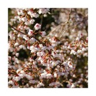 Cerisier à fleurs du japon kojo no mai/prunus incisa kojo no mai[-]pot de 4l - 40/60 cm