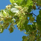 Tilleul à grandes feuilles/tilia	platyphyllos[-]pot de 15l - tige 16/18