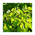 Tilleul à petites feuilles green spire/tilia cordata green spire[-]pot de 10l - 175/200 cm