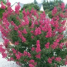 Lilas des indes indica petite red