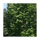 Frêne blanc/fraxinus americana[-]pot de 35l - 150/175