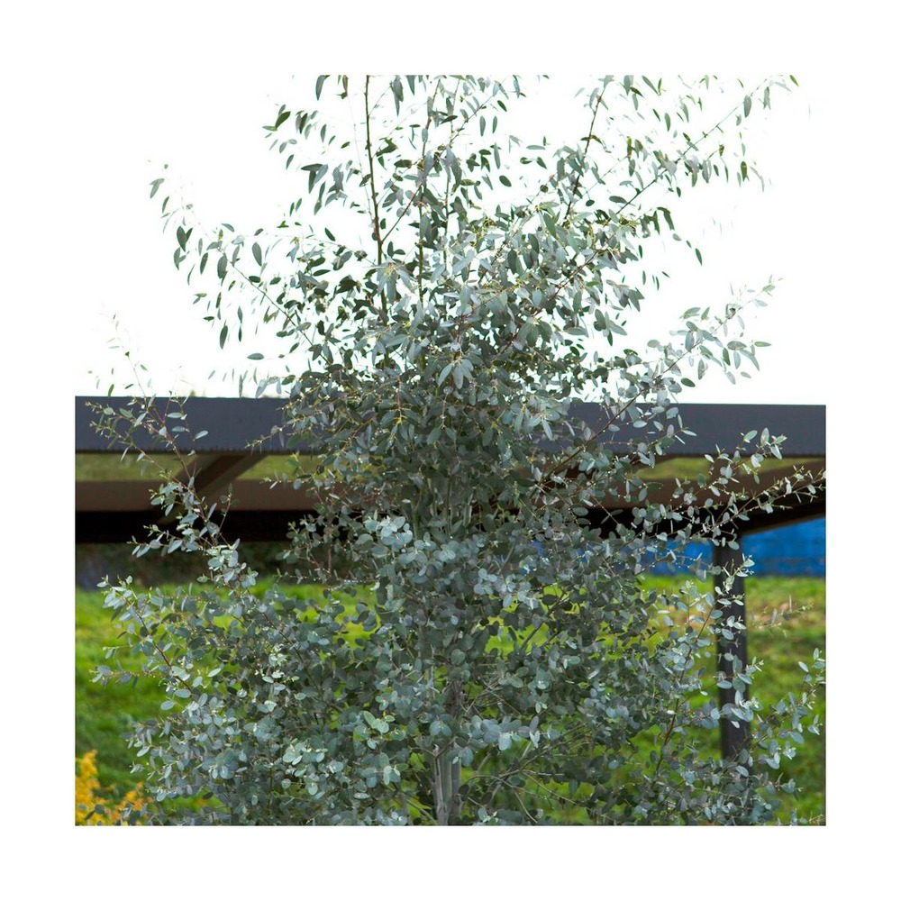 Eucalyptus gunnii silverana®