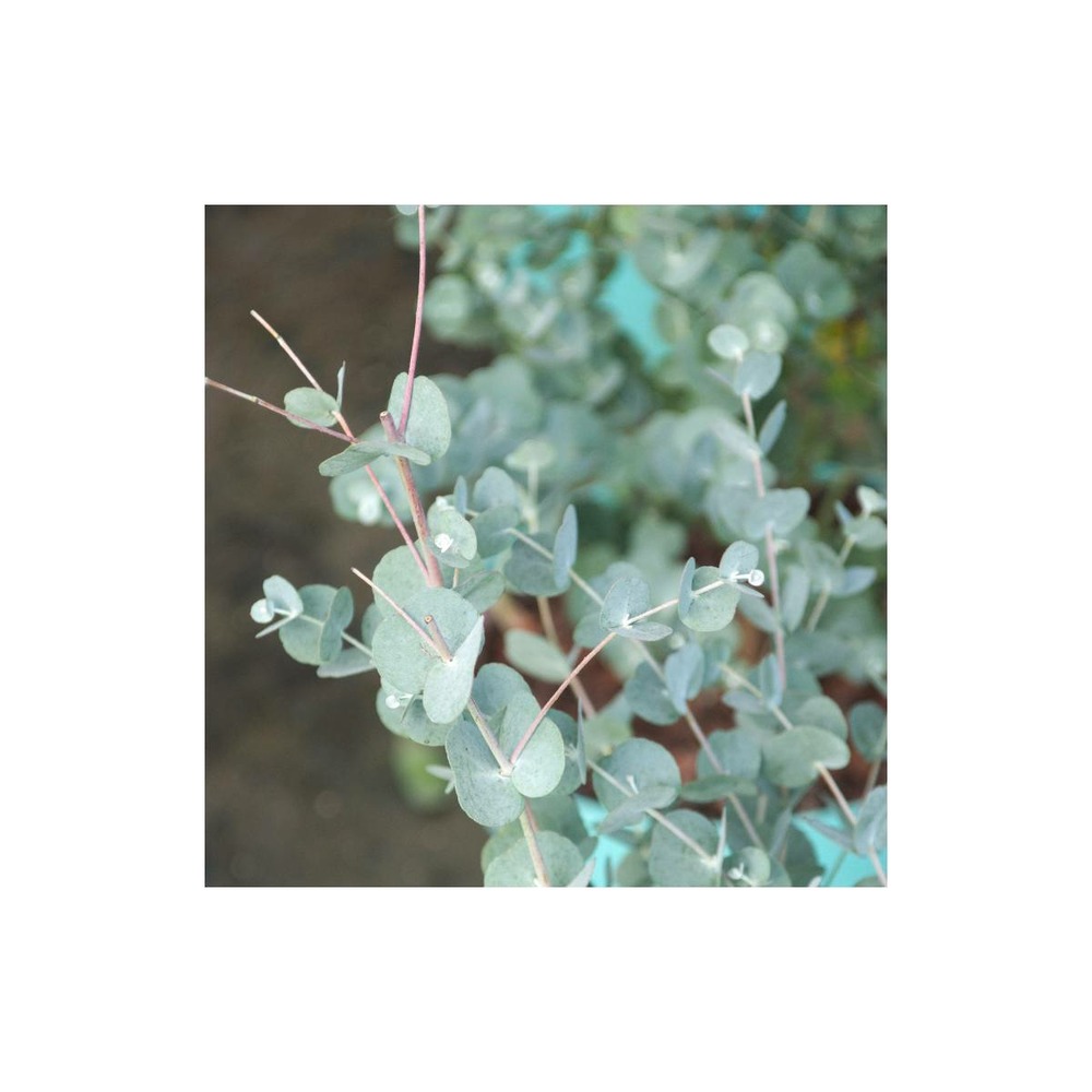 Eucalyptus gunnii azura®