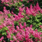 Lilas des indes indica rose fuchsia