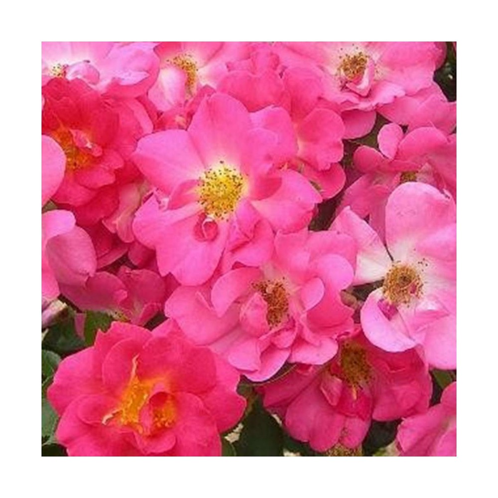 Rosier grimpant rose bonbon® 'evefrais'/rosa grimpant rose bonbon® 'evefrais'[-]pot de 5l