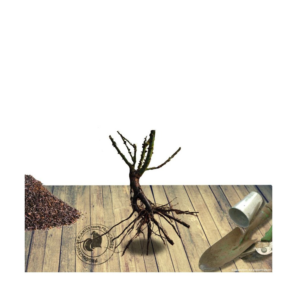 Rosier arbustif marcel pagnol® 'meisoyris'/rosa arbustif marcel pagnol® 'meisoyris'[-]racines nues
