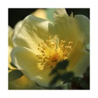 Rosier arbustif x polyantha fairy jaune/rosa x polyantha fairy jaune[-]pot de 3l - 10/40 cm