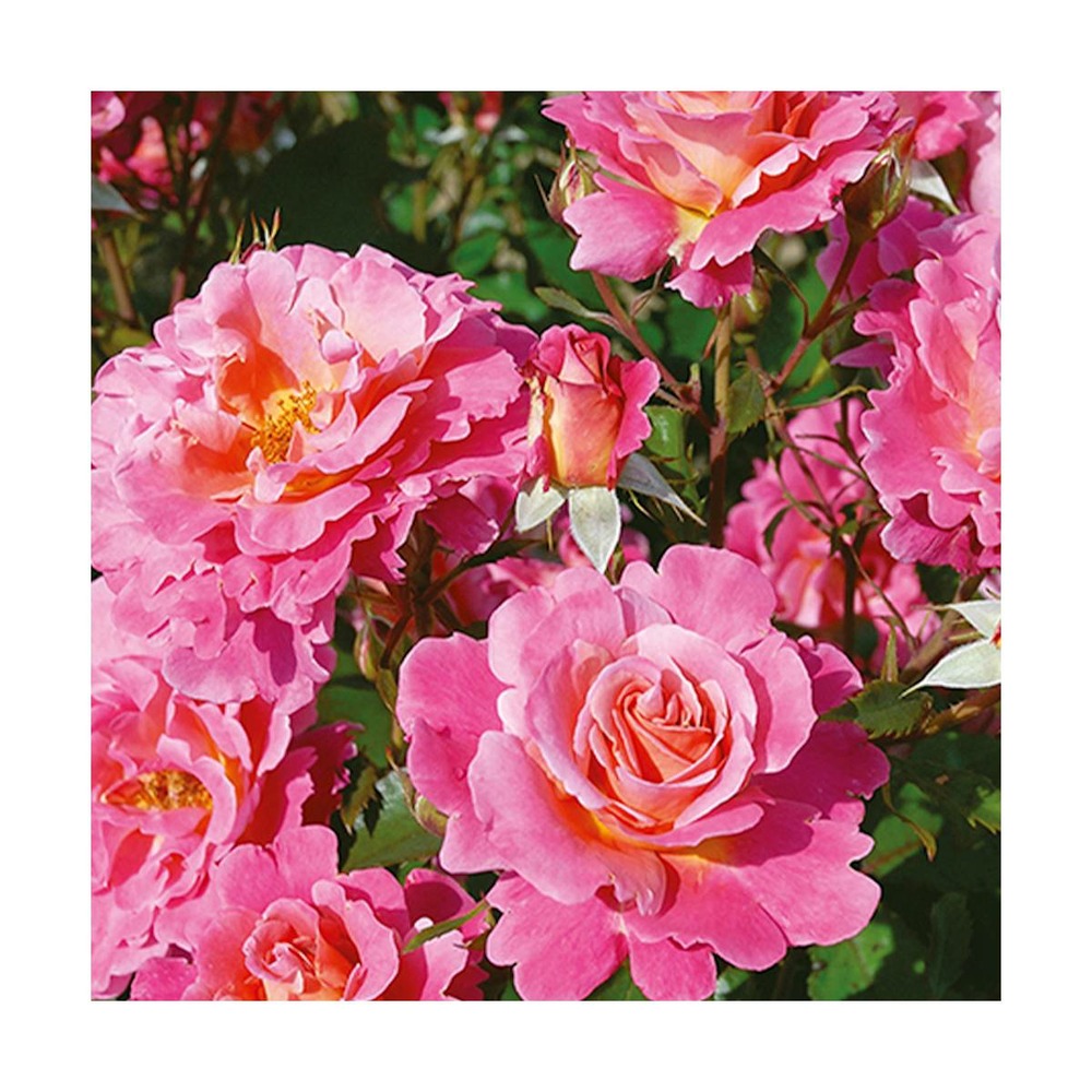 Rosier arbustif belle de clermont® 'eveand'/rosa arbustif belle de clermont® 'eveand'[-]pot de 5l