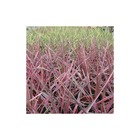Cordyline australe pink passion® 'seipin'/cordyline australis pink passion® 'seipin'[-]pot de 12l - 50/60 cm