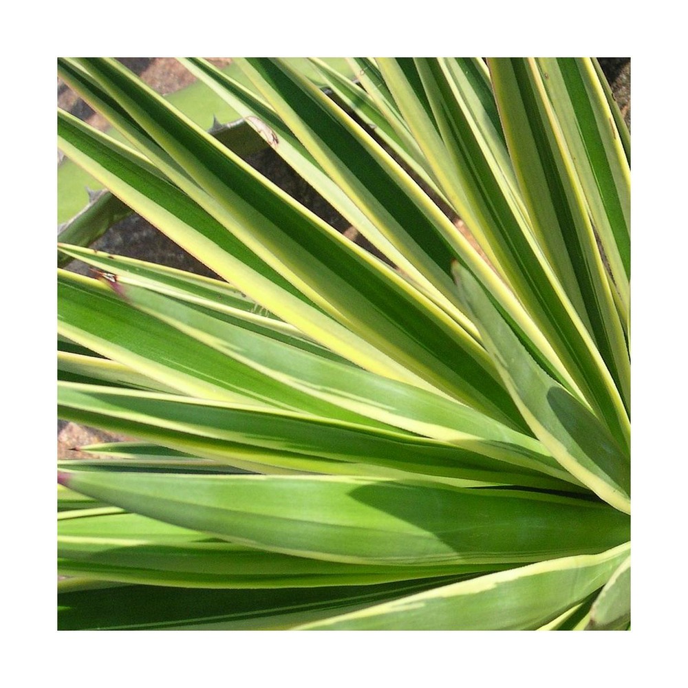 Yucca variegata
