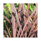 Cordyline australe purpurea/cordyline australis purpurea[-]pot de 4l - 40/60 cm