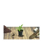 Coréopsis rosea nana/coreopsis rosea nana[-]godet