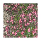 Sauge d'automne mirage™ soft pink/salvia greggii mirage™ soft pink[-]pot de 4l - 40/60 cm