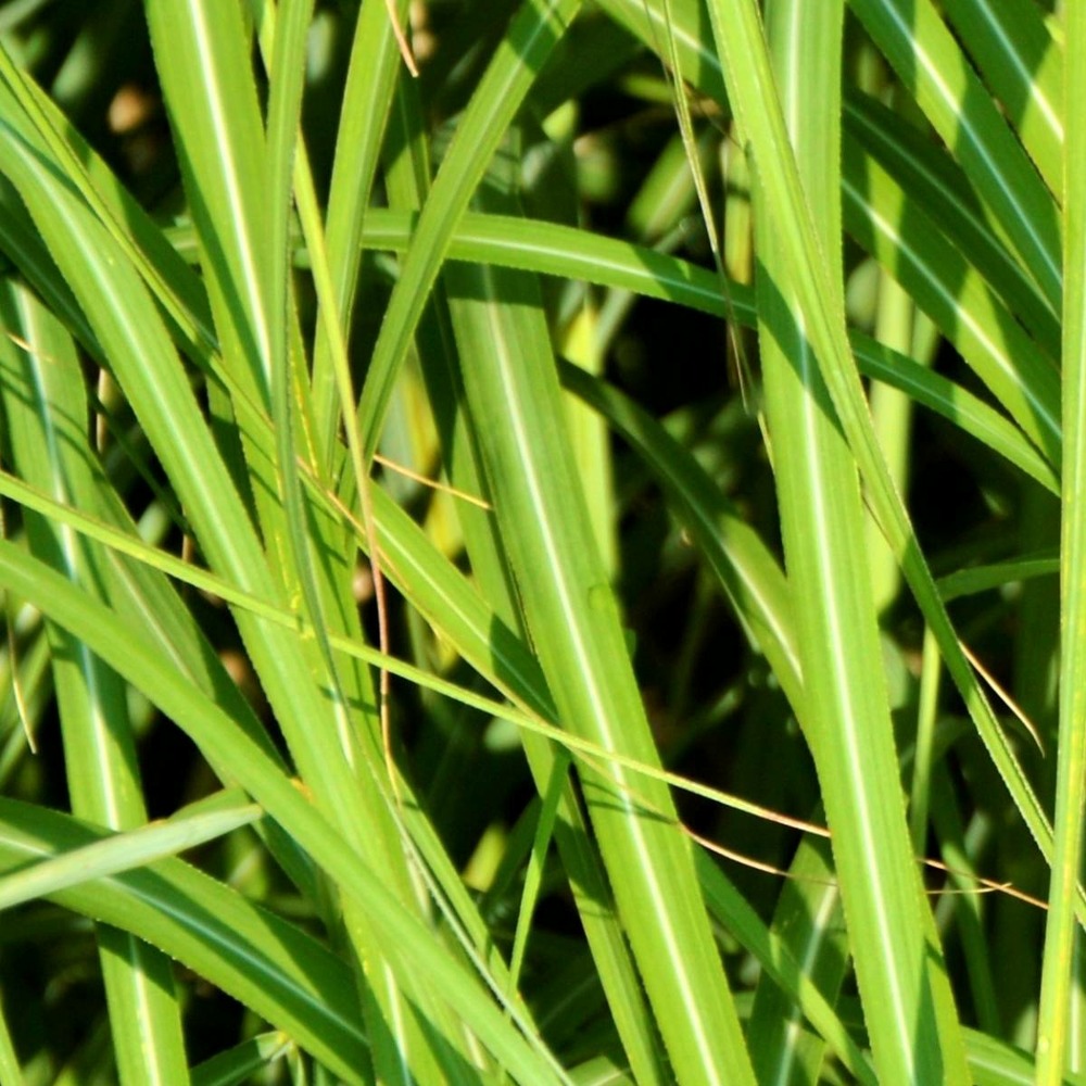 Laîche foliosissima irish green/carex foliosissima irish green[-]pot de 2 l - 40/60 cm