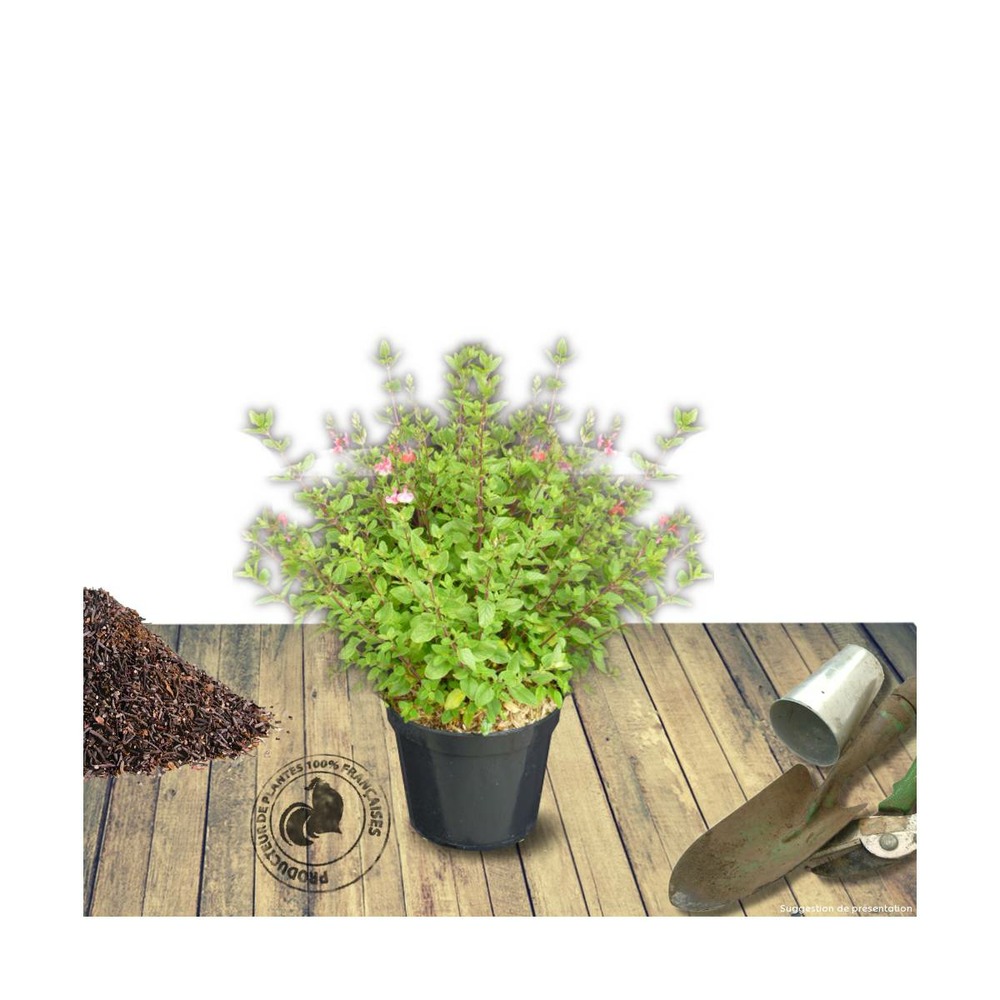 Sauge à petites feuilles microphylla blanche/salvia microphylla blanche[-]pot de 4l - 40/60 cm