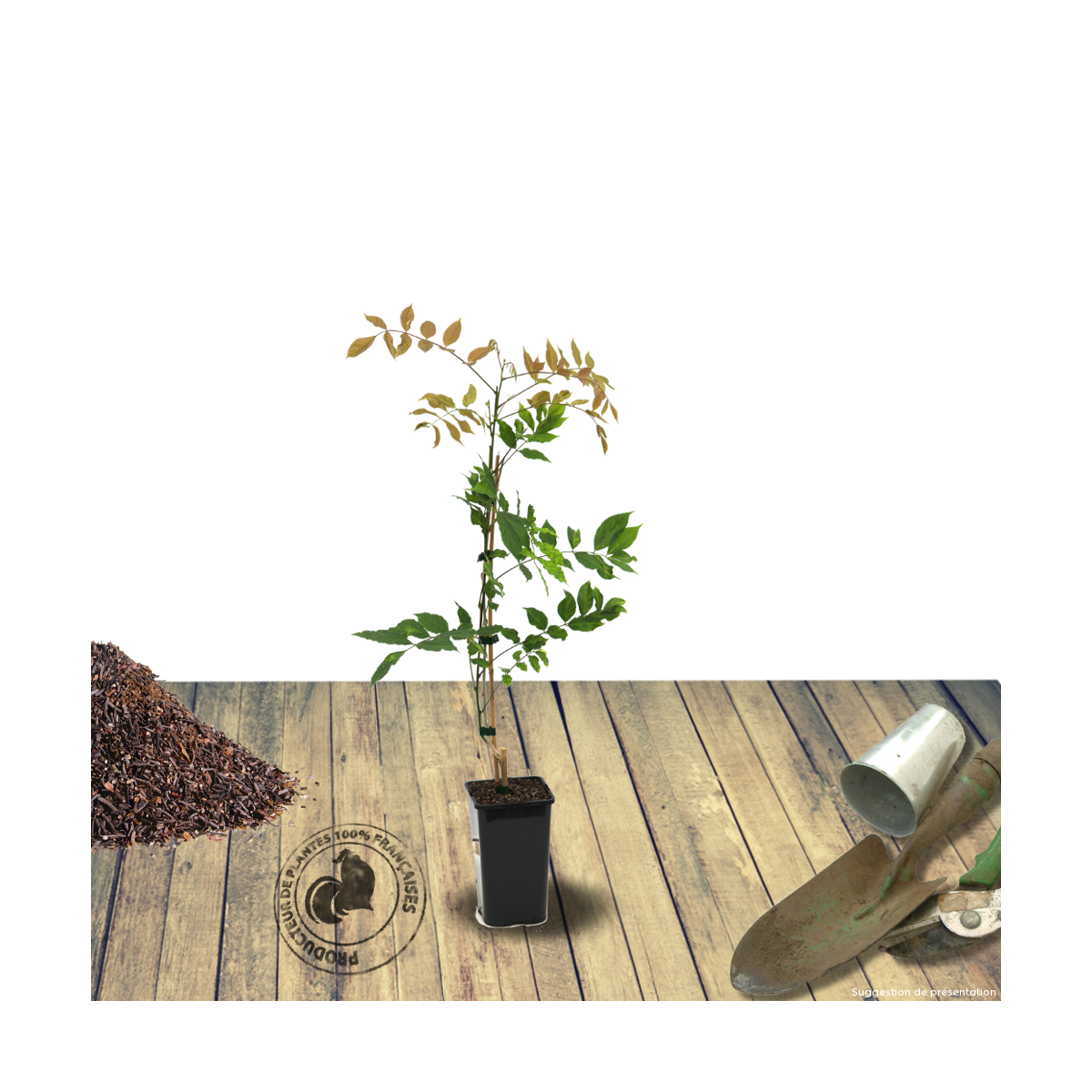 Glycine du japon harlequin/wisteria floribunda harlequin[-]pot de 1,5l - tuteur bambou 30/60 cm