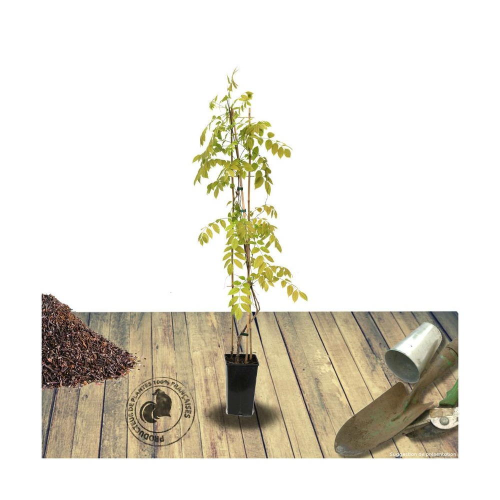 Glycine du japon floribunda tiverton/wisteria floribunda tiverton[-]pot de 3l - echelle bambou 60/120 cm