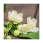 Magnolia grimpant grandiflora