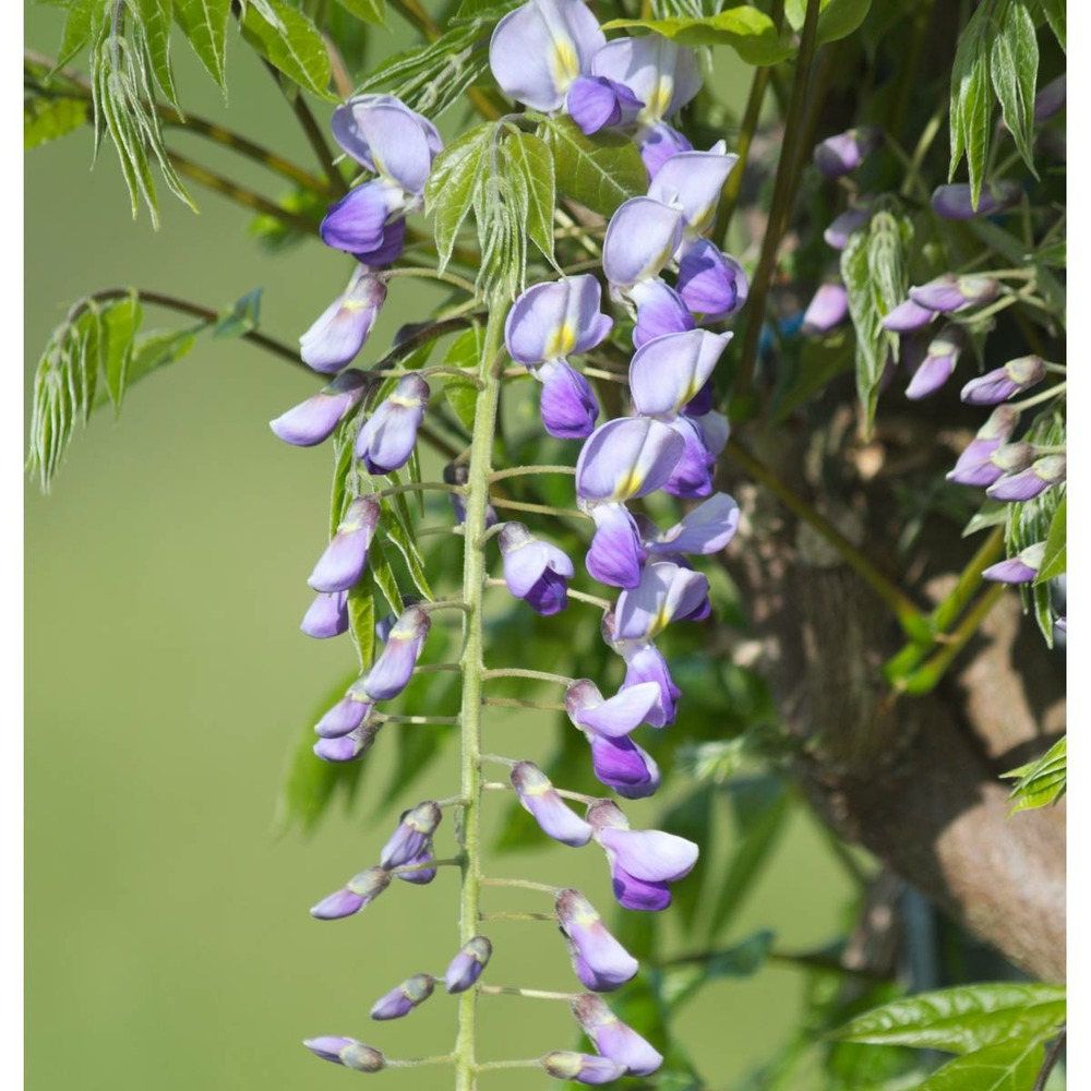 Glycine du japon floribunda tiverton/wisteria floribunda tiverton[-]pot de 1,5l - tuteur bambou 30/60 cm