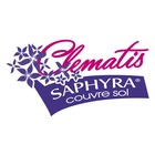Clématite saphyra® violetta 'm32-10'/clematis saphyra® violetta 'm32-10'[-]pot de 3l - echelle bambou 60/120 cm