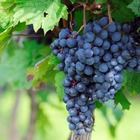 Vigne vinifera muscat de hambourg/vitis vinifera muscat de hambourg[-]pot de 3l - 60/120 cm