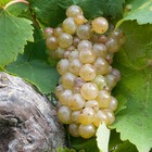 Vigne vinifera ampelia® perdin/vitis vinifera ampelia® perdin[-]pot de 3l - 60/120 cm