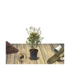 Azalée japonaise japonica johanna/azalea japonica 'johanna'[-]pot de 3l - 20/40 cm